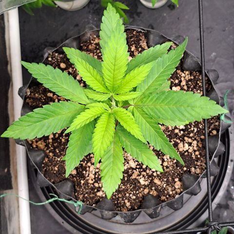 24K Tangie growlog timeline photo