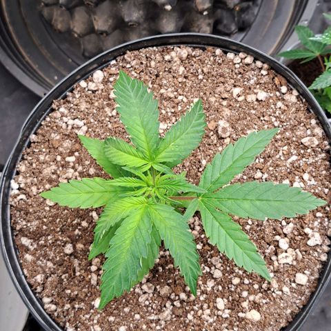 24K Tangie growlog timeline photo
