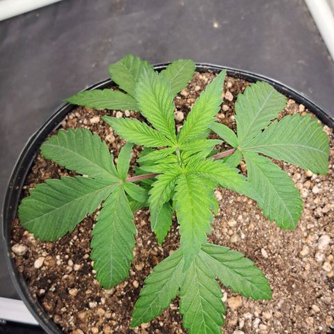 Genética desconhecida growlog timeline photo