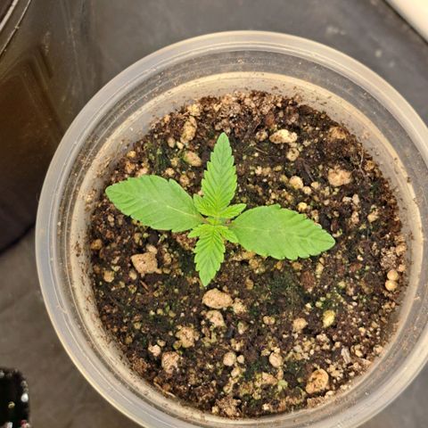 24K Tangie growlog timeline photo