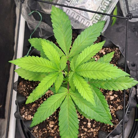 24K Tangie growlog timeline photo