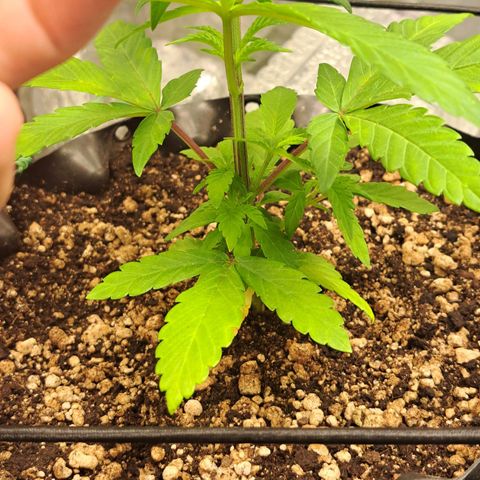 24K Tangie growlog timeline photo