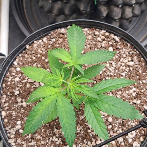 24K Tangie growlog timeline photo