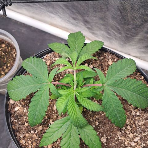 Genética desconhecida growlog timeline photo