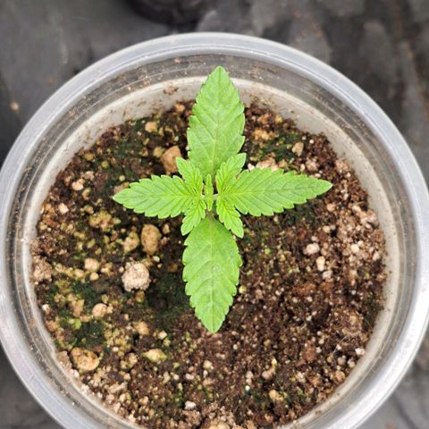 24K Tangie growlog timeline photo