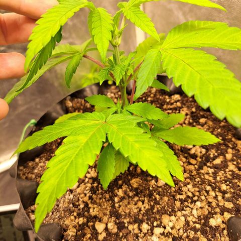 24K Tangie growlog timeline photo