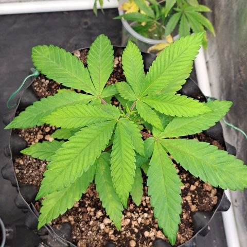 24K Tangie growlog timeline photo