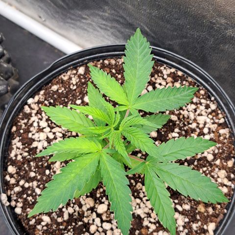 24K Tangie growlog timeline photo