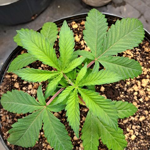Genética desconhecida growlog timeline photo
