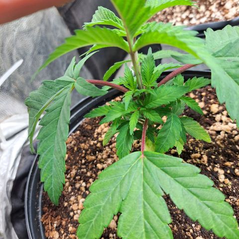 Genética desconhecida growlog timeline photo