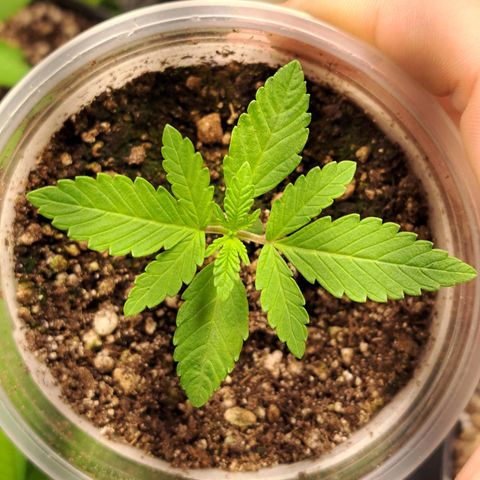 24K Tangie growlog timeline photo