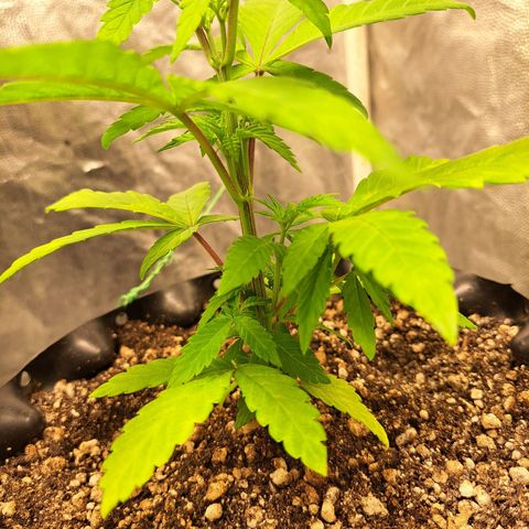 24K Tangie growlog timeline photo