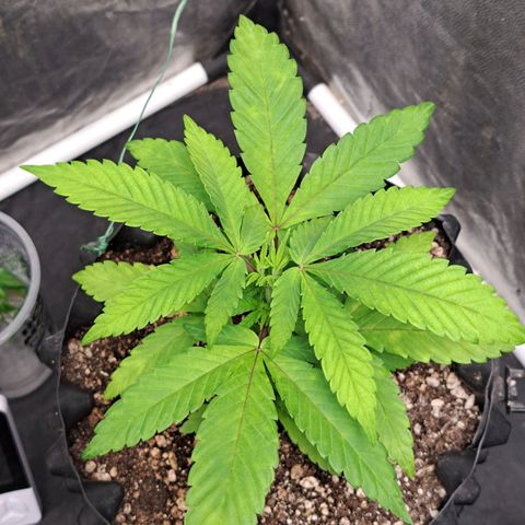 24K Tangie growlog timeline photo