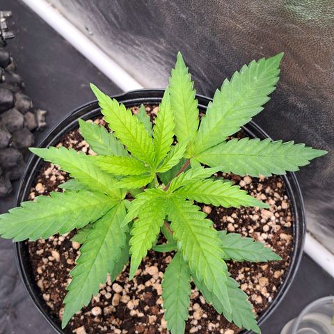 24K Tangie growlog timeline photo