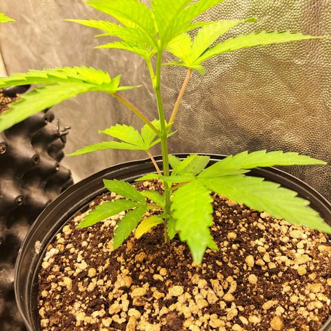 24K Tangie growlog timeline photo