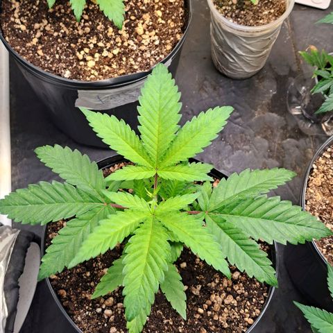 Genética desconhecida growlog timeline photo