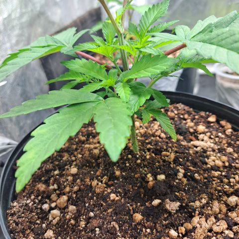 Genética desconhecida growlog timeline photo