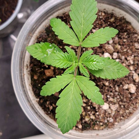 24K Tangie growlog timeline photo