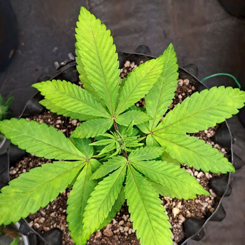 24K Tangie growlog timeline photo