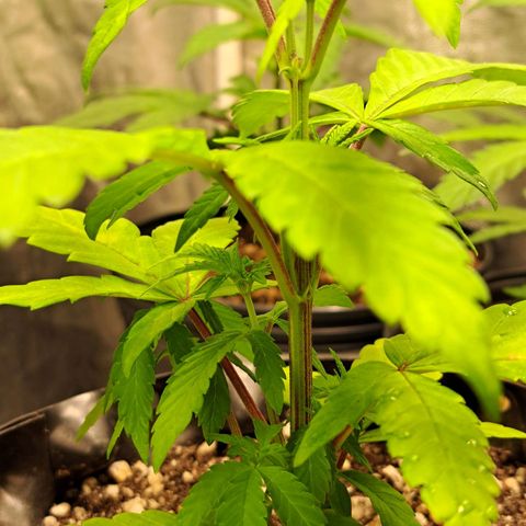 24K Tangie growlog timeline photo