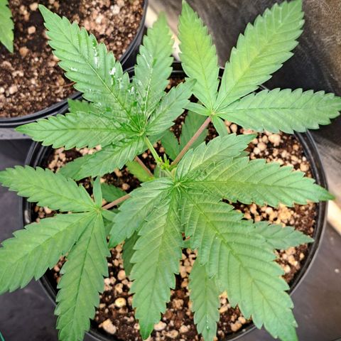 24K Tangie growlog timeline photo