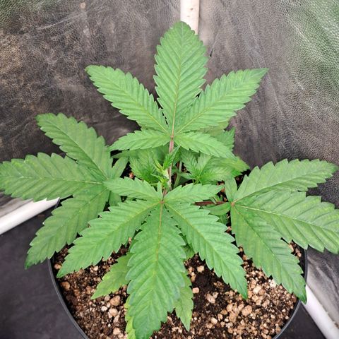Genética desconhecida growlog timeline photo