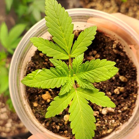 24K Tangie growlog timeline photo