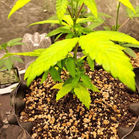 24K Tangie growlog timeline photo