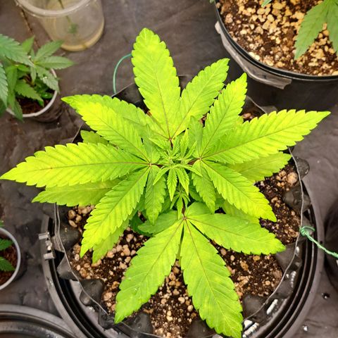 24K Tangie growlog timeline photo