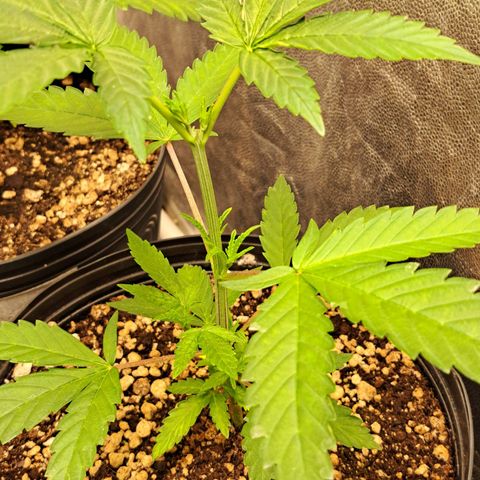 24K Tangie growlog timeline photo