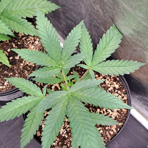 24K Tangie growlog timeline photo