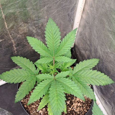 Genética desconhecida growlog timeline photo
