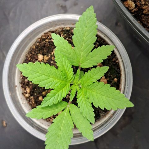 24K Tangie growlog timeline photo