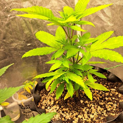 24K Tangie growlog timeline photo