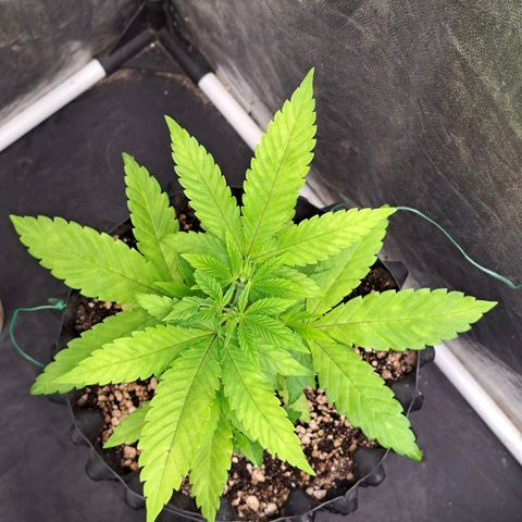24K Tangie growlog timeline photo