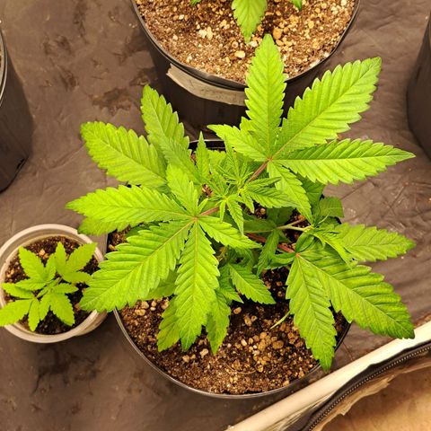 Genética desconhecida growlog timeline photo
