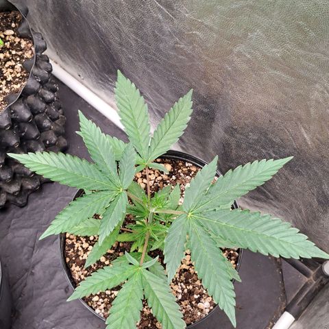 24K Tangie growlog timeline photo