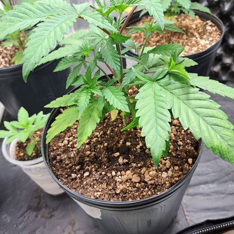 Genética desconhecida growlog timeline photo