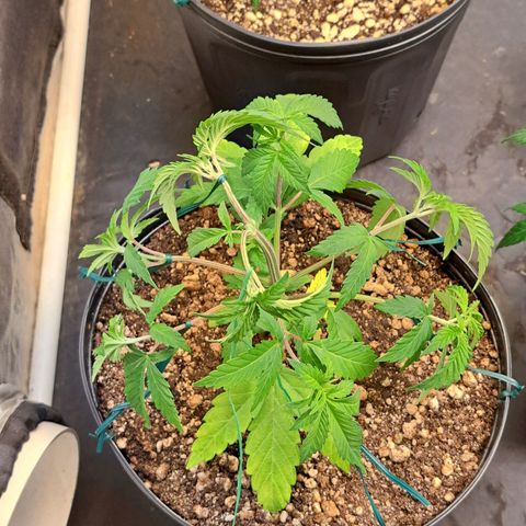 Genética desconhecida growlog timeline photo