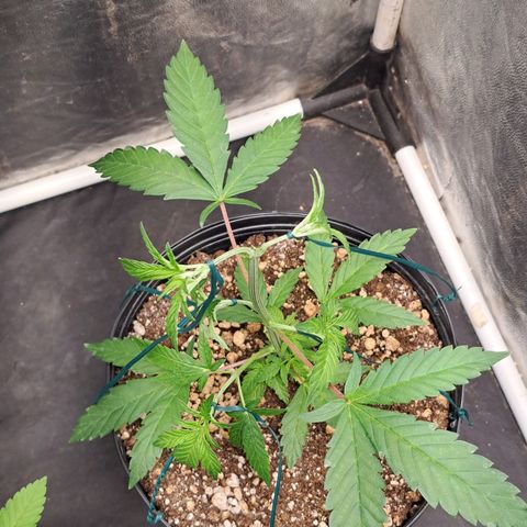 24K Tangie growlog timeline photo