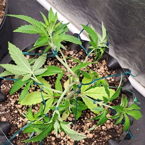 24K Tangie growlog timeline photo