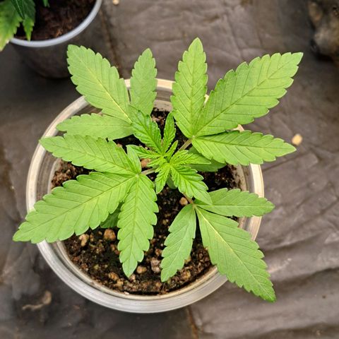 24K Tangie growlog timeline photo