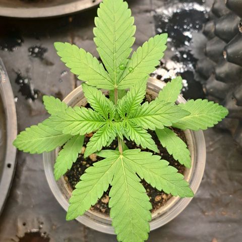 24K Tangie growlog timeline photo
