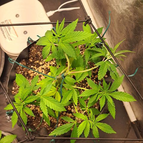 24K Tangie growlog timeline photo
