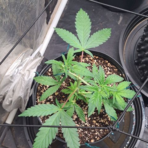 24K Tangie growlog timeline photo