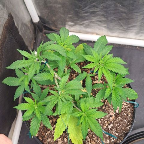 Genética desconhecida growlog timeline photo