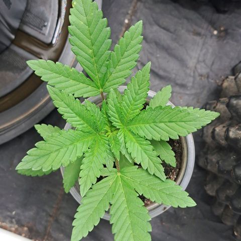24K Tangie growlog timeline photo