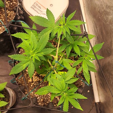 24K Tangie growlog timeline photo