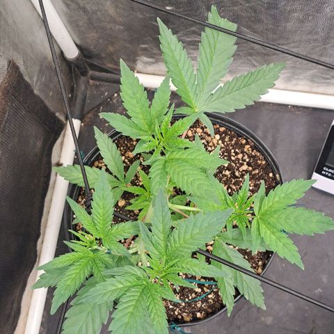24K Tangie growlog timeline photo