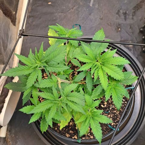 Genética desconhecida growlog timeline photo